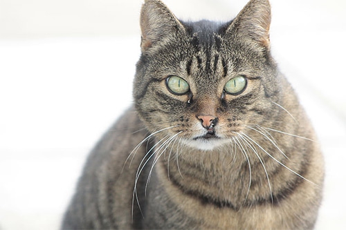 受伤的猫 受伤的猫