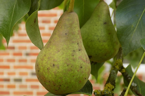 梦见抢别人家梨吃 梦见抢别人家梨吃