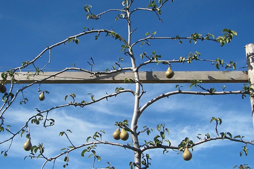 梦见梨和猴 梦见梨和猴