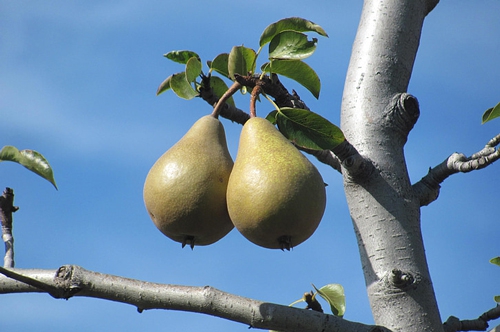 梦见梨熟了落下了 梦见梨熟了落下了