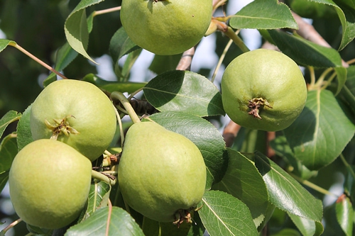梦见田里有好多梨 梦见田里有好多梨