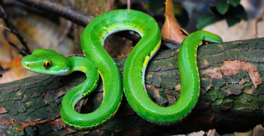 女人梦见蛇是什么预兆 女人梦见蛇是什么预兆