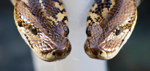 梦见两条大蟒蛇 梦见两条大蟒蛇