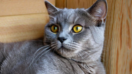 梦见猫是什么预兆 梦见猫是什么预兆