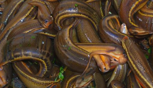 梦见吸血虫 梦见吸血虫