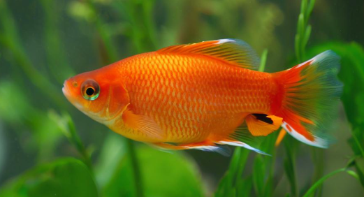 梦见红鱼 梦见红鱼