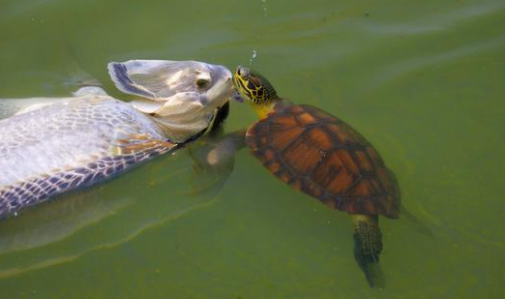 梦见乌龟吃鱼