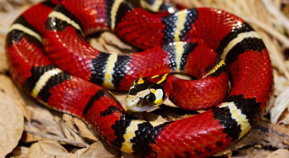 梦见彩色的蛇 梦见彩色的蛇