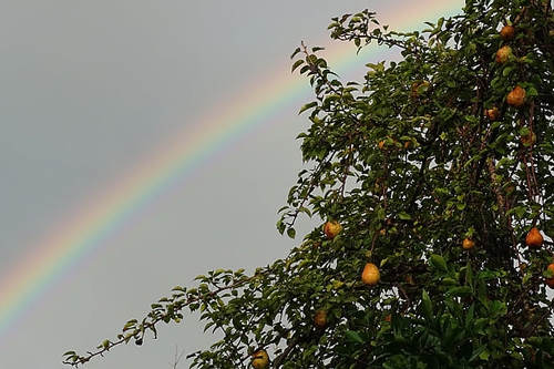 梦见畸形苹果和梨 梦见畸形苹果和梨
