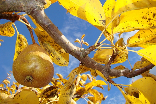 梦见很多梨树和梨 梦见很多梨树和梨