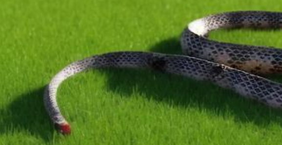 梦见无头蛇 梦见无头蛇