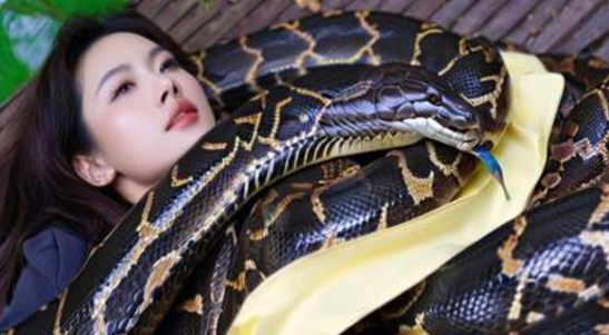 梦见蟒蛇缠身 梦见蟒蛇缠身