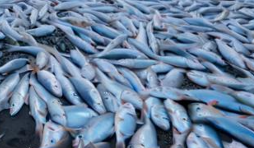 梦见好多死鱼 梦见好多死鱼