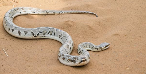 梦见把蛇打死 梦见把蛇打死