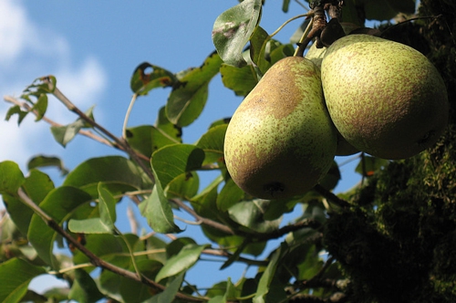 梦见洗澡前吃梨 梦见洗澡前吃梨