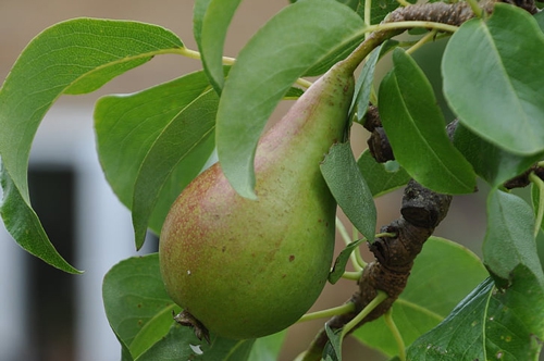 梦见我给了别人三个梨啥意思 梦见我给了别人三个梨啥意思