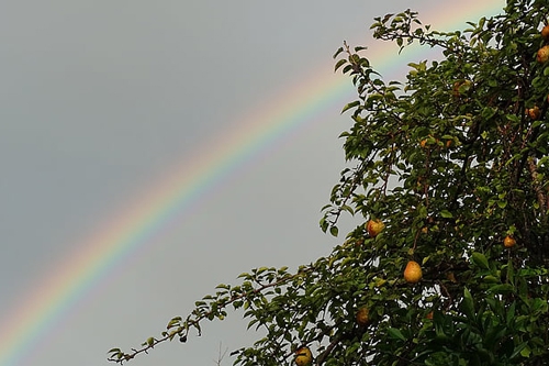 梦见一大堆苹果和梨