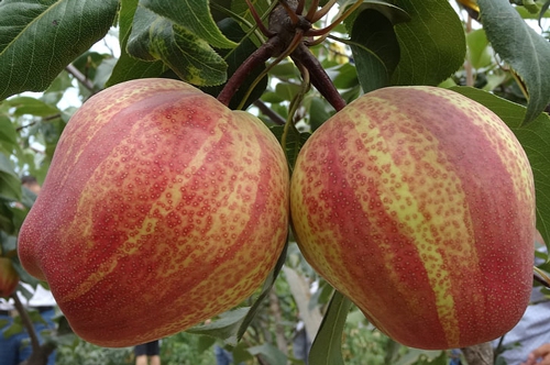 梦见买烂梨有什么预兆 梦见买烂梨有什么预兆