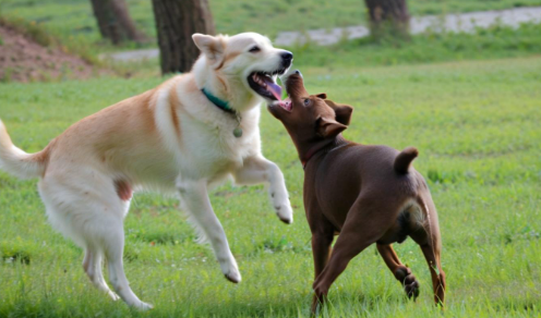 梦见狗咬狗 梦见狗咬狗
