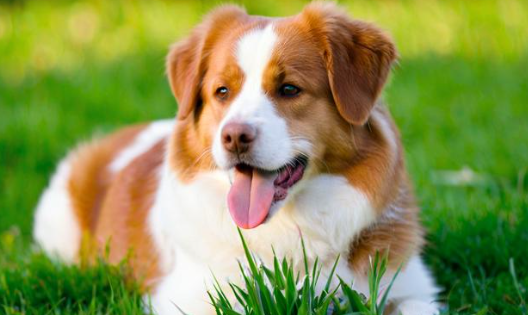 做梦梦见狗 做梦梦见狗