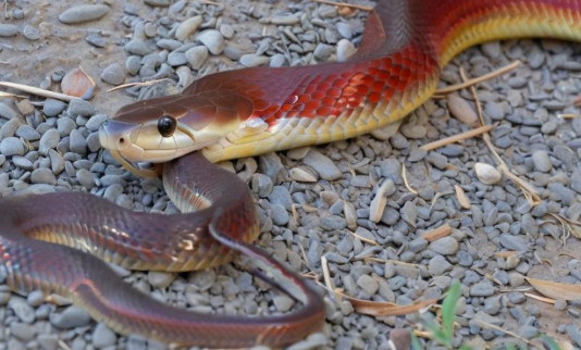 梦见大蛇吃小蛇 梦见大蛇吃小蛇