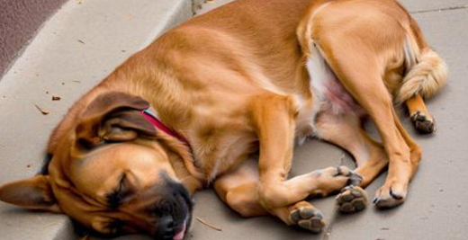 梦见把狗打死了