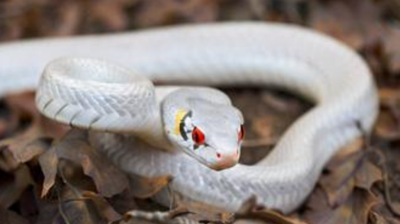 女人梦见自己被蛇咬 女人梦见自己被蛇咬