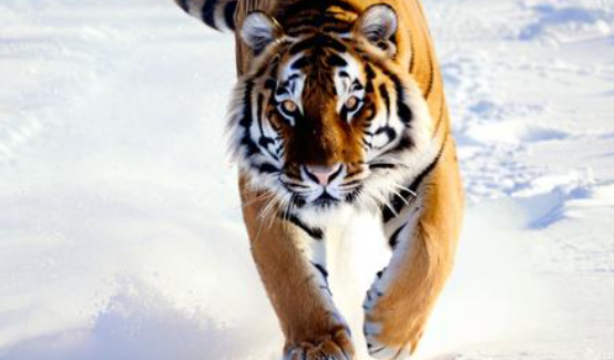 梦见老虎追我 梦见老虎追我