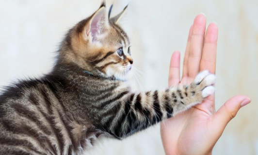 梦见被猫挠 梦见被猫挠