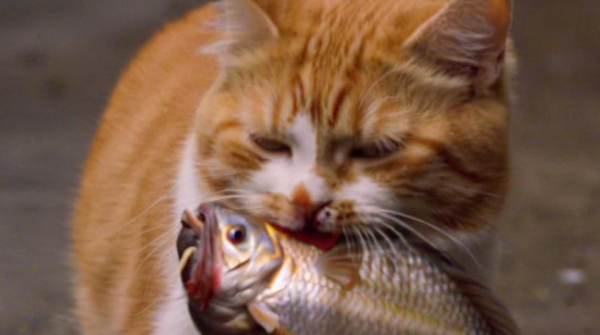 梦见猫吃鱼 梦见猫吃鱼