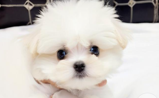 梦见白狗 梦见白狗