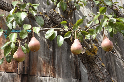 梦见和老公分吃一个梨 梦见和老公分吃一个梨