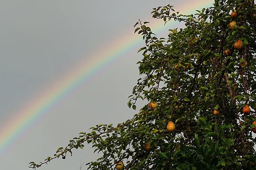 梦见2棵大梨树上面有好多梨 梦见2棵大梨树上面有好多梨