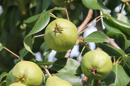 梦见梨树上结满了大青梨 梦见梨树上结满了大青梨