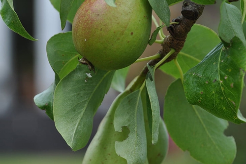 梦见黄瓜和梨在一棵树上 梦见黄瓜和梨在一棵树上