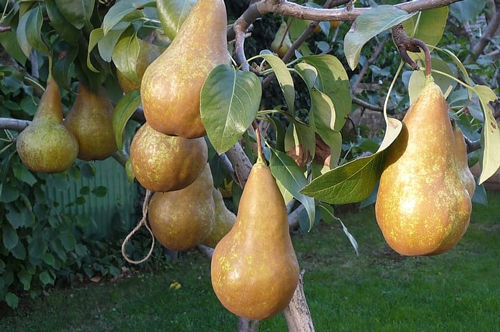 梦见爸爸买了好多冻梨 梦见爸爸买了好多冻梨