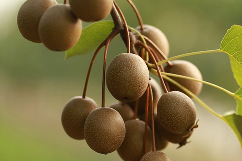 梦见一袋梨给别人吃俩 梦见一袋梨给别人吃俩