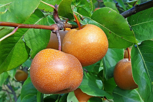 梦见掉了一地的梨 梦见掉了一地的梨