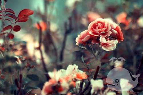 去世的亲人 去世的亲人