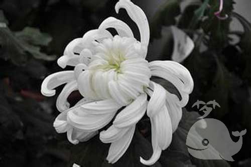 梦见孩子死了 梦见孩子死了