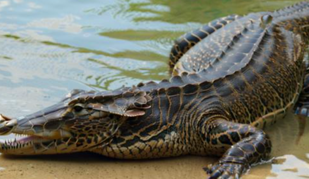 梦见大鳄鱼 梦见大鳄鱼