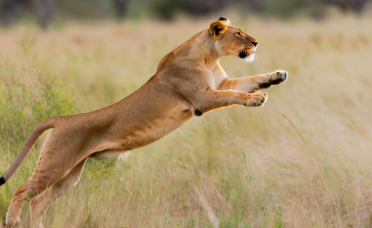 梦见被狮子追 梦见被狮子追