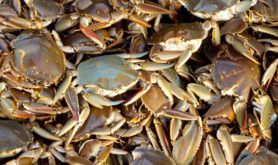 梦见很多螃蟹 梦见很多螃蟹