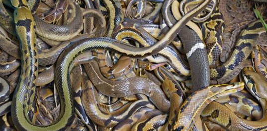 女人梦见很多蛇 女人梦见很多蛇