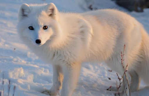 梦见白狐狸 梦见白狐狸