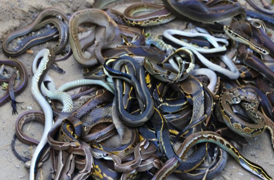 梦见一群蛇 梦见一群蛇