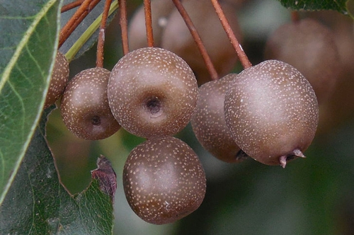 梦见自己和别人分梨吃 梦见自己和别人分梨吃