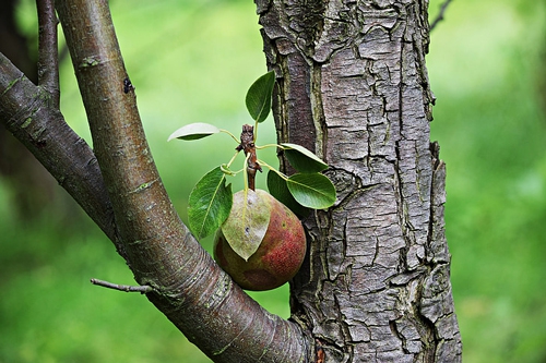 梦见给朋友梨吃 梦见给朋友梨吃