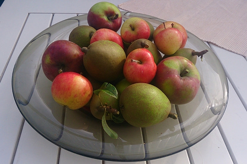 梦见砍梨树摘梨 梦见砍梨树摘梨