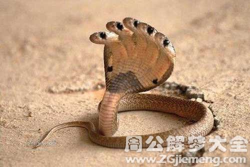 梦见蛇神 梦见蛇神